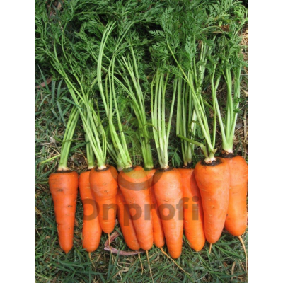 Морковь СВ 3118 ДЧ F1  (фр.1,8-2,0), 1000000шт