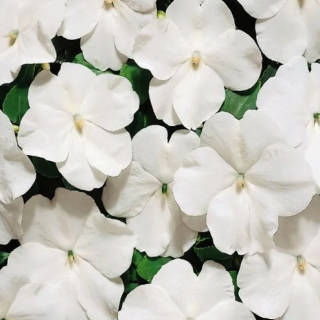 (п.ф.) Бальзамин Баланс Вайт,