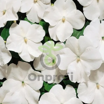 (п.ф.) Бальзамин Баланс Вайт, 100 шт (№2-25)