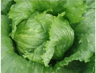 Салат Айсберг кочанный, 5гр (фасовка)