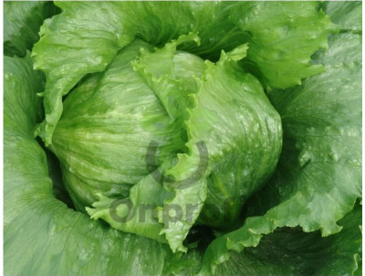 Салат Айсберг кочанный, 5гр (фасовка)