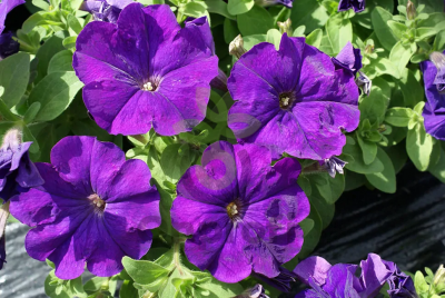 (п.ф.) Петуния Мамбо Джи Пи Блю, 100 шт (№9-5-16) Поиск