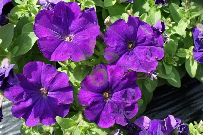 (п.ф.) Петуния Мамбо Джи Пи Блю, 100 шт (№9-5-16) Поиск