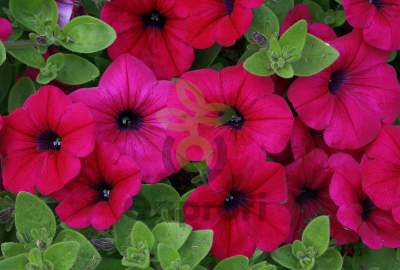 (п.ф.) Петуния Фалкон Роуз F1,