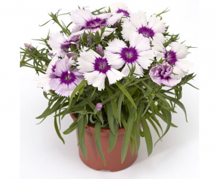 (п.ф.) Гвоздика Венти Парфайт Блюберри,