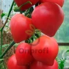 Томат Смак (Ницсса 12) F1,