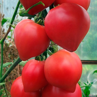 Томат Смак (Ницсса 12) F1,