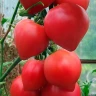 Томат Смак (Ницсса 12) F1,