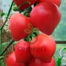 Томат Смак (Ницсса 12) F1,
