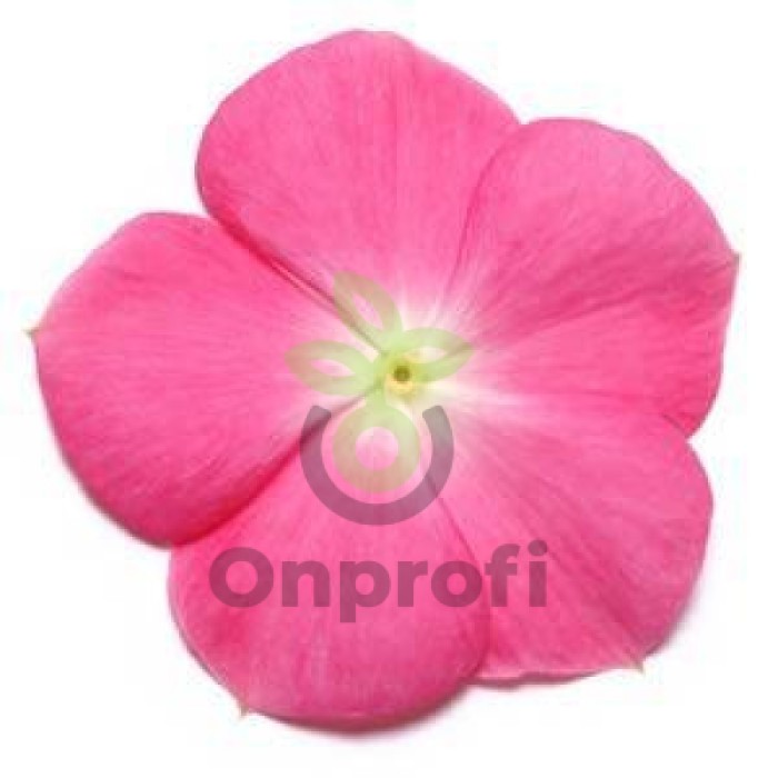 (п.ф.) Катарантус Пацифика ХР Роуз Хало, 100 шт (№7-61)