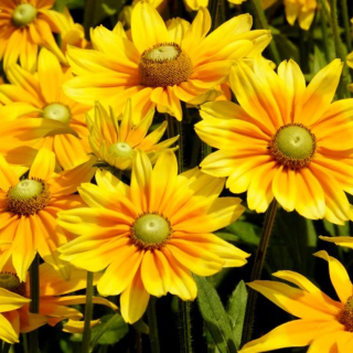 (п.ф.) Рудбекия Прейри Сан F1,