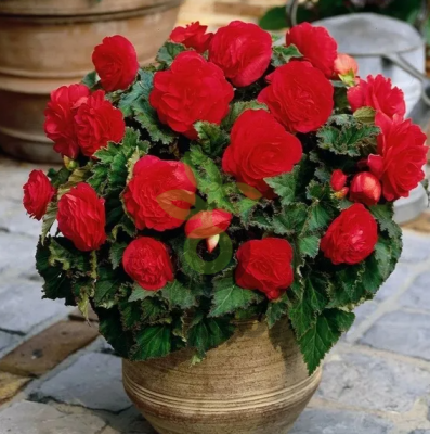 (п.ф.) Бегония Нонстоп Ред,