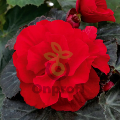 (п.ф.) Бегония Нонстоп Ред,