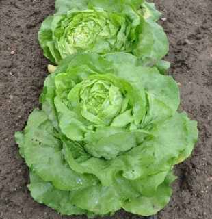 Салат Аттракцион, 5гр (фасовка)