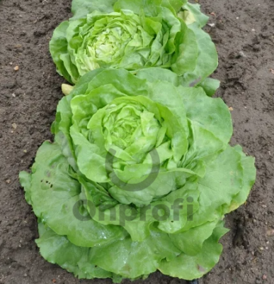 Салат Аттракцион, 5гр (фасовка)