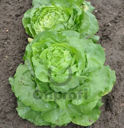 Салат Аттракцион, 5гр (фасовка)