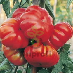 Томат Фиорентино, 0,5гр (фасовка)