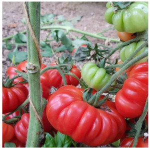 Томат Фиорентино, 0,5гр (фасовка)