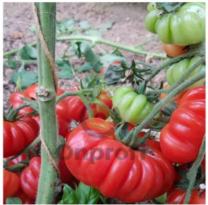 Томат Фиорентино, 0,5гр (фасовка)