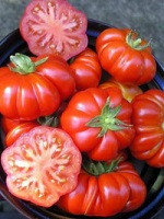 Томат Фиорентино, 0,5гр (фасовка)