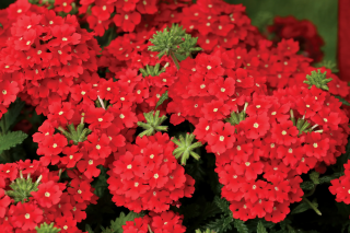 (п.ф.) Вербена Кварц ХР Скарлет, 250 шт 