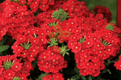 (п.ф.) Вербена Кварц ХР Скарлет, 250 шт 