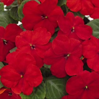 (п.ф.) Бальзамин Уоллера Супер Элфин Ред ХР F1, 250 шт (№2-6)