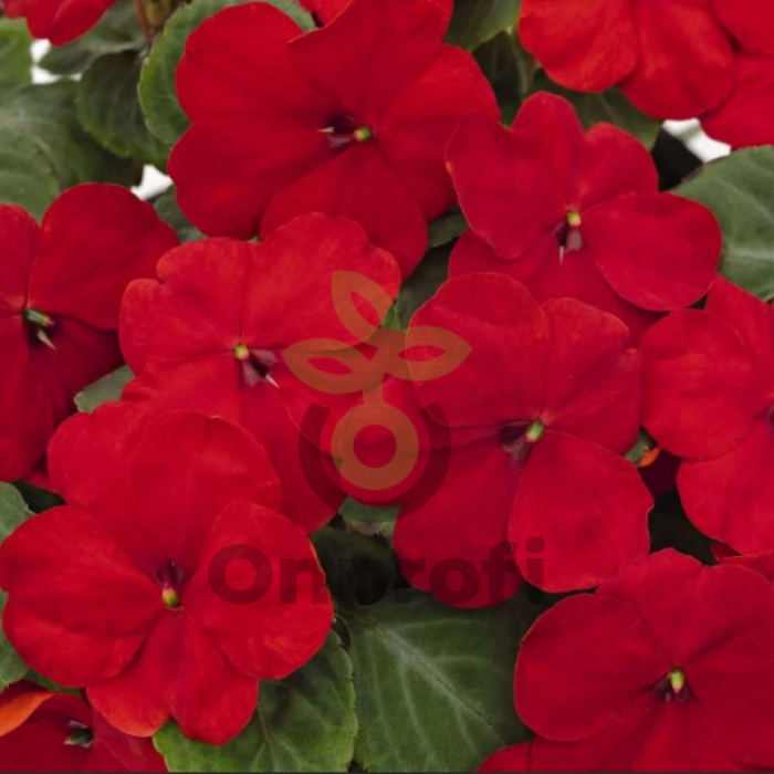 (п.ф.) Бальзамин Уоллера Супер Элфин Ред ХР F1, 250 шт (№2-6)