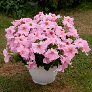 (п.ф.) Петуния Эспрессо Грандэ Пич, 100 шт (№9-2-23) Поиск