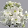 (п.ф.) Петуния Мамбо Джи Пи Вайт,100 шт (№9-5-19) Поиск