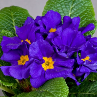 (п.ф.) Примула Данова Блю, 100 шт (№6-165)