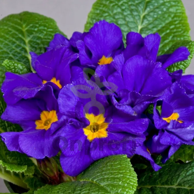 (п.ф.) Примула Данова Блю, 100 шт (№6-165)