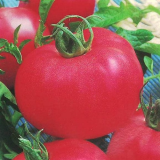 Томат Розовый Фламинго F1, 25гр