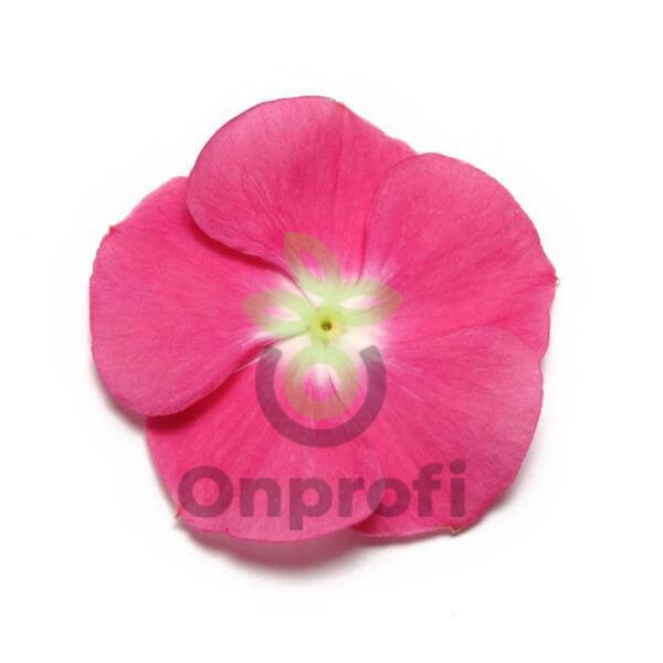 (п.ф.) Катарантус Пацифика ХР Манджента, 250 шт (№7-62)