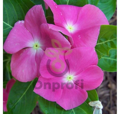 (п.ф.) Катарантус Пацифика ХР Манджента, 250 шт (№7-62)