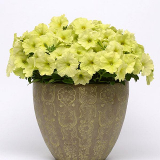 (п.ф.) Петуния Софистика Лайм Грин F1,