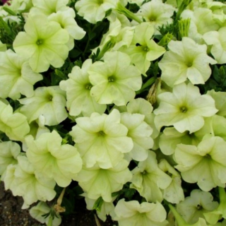 (п.ф.) Петуния Софистика Лайм Грин F1,