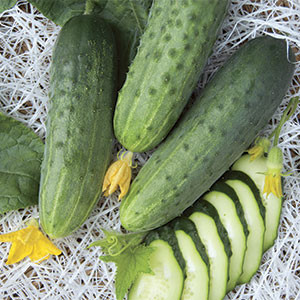 Огурец Феникс Плюс, 25гр