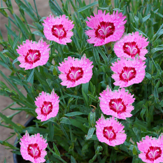 (п.ф.) Гвоздика Роуз Кварц ,