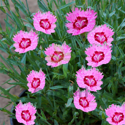 (п.ф.) Гвоздика Роуз Кварц ,