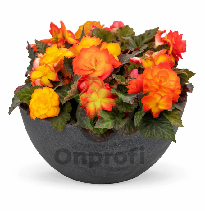 (п.ф.) Бегония Нонстоп Флейм,