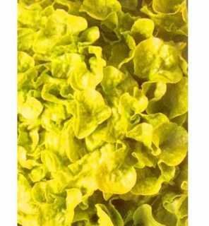 Салат Берлинский желтый, 5гр (фасовка)