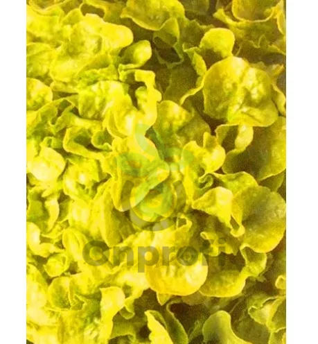 Салат Берлинский желтый, 5гр (фасовка)