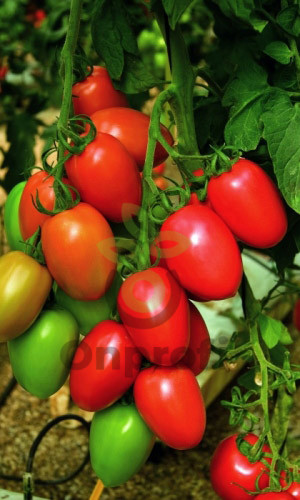 Томат Фитоус, 0,5гр (фасовка)