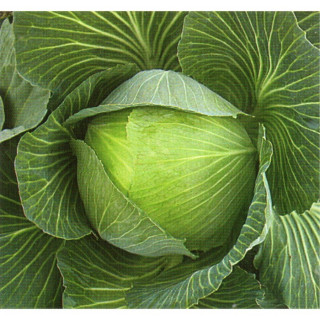 Капуста белокачанная Чирс F1, 2 500шт