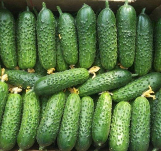 Огурец Герман F1, 