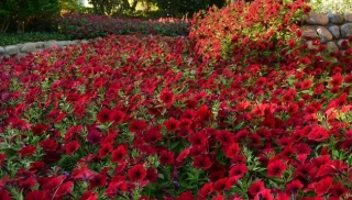 (п.ф.) Петуния Тайдал Вейв Ред Велюр F1, 100 драже (№9-1-33)