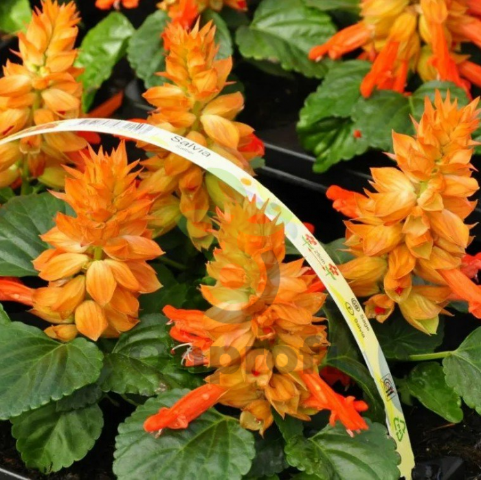 (п.ф.) Сальвия Редди Салмон,100 шт (№10-4)