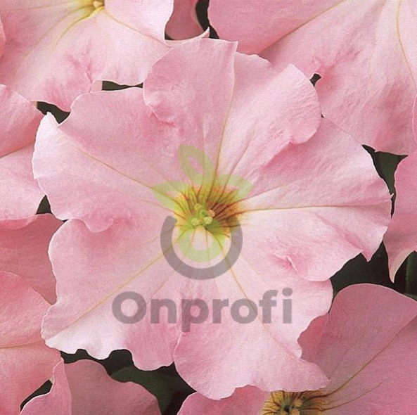 (п.ф.) Петуния Дримс Аплблосом,