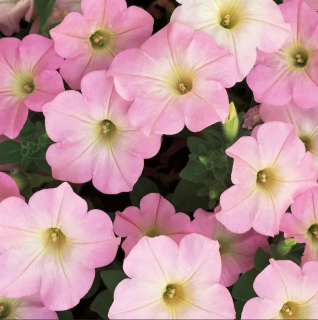 (п.ф.) Петуния Дримс Аплблосом,